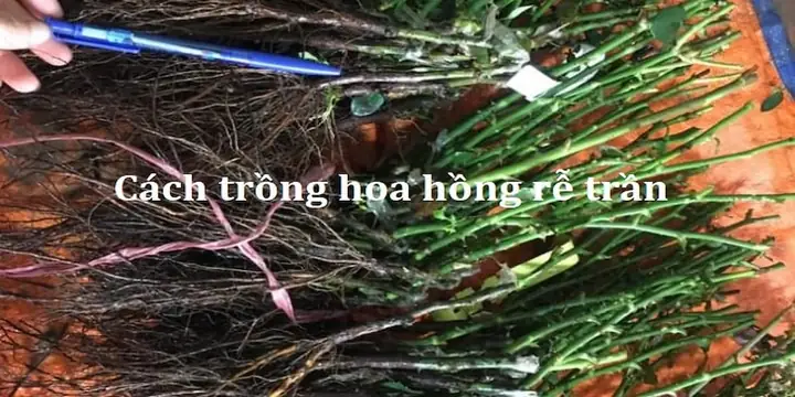 Hướng Dẫn Chi Tiết Cách Trồng Hoa Hồng Rễ Trần Chuẩn Kỹ Thuật