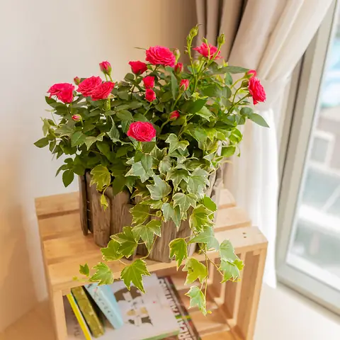 Cách Trồng Và Chăm Sóc Hoa Hồng Đà Lạt Nở Đẹp Quanh Năm