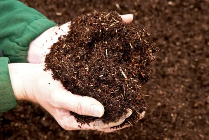Cách Trồng Và Chăm Sóc Hoa Hồng Đà Lạt Nở Đẹp Quanh Năm