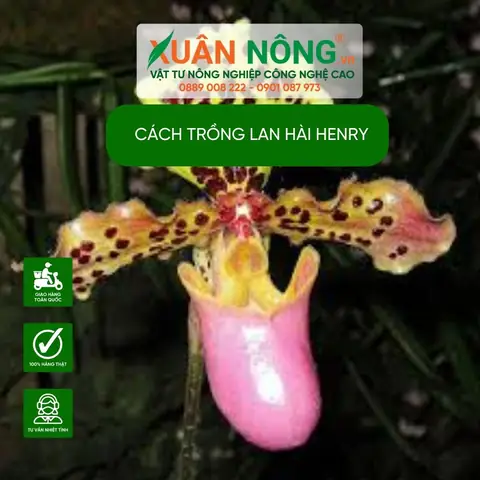 Cách Trồng Lan Hài Henry: Hướng Dẫn Chi Tiết Từ A-Z
