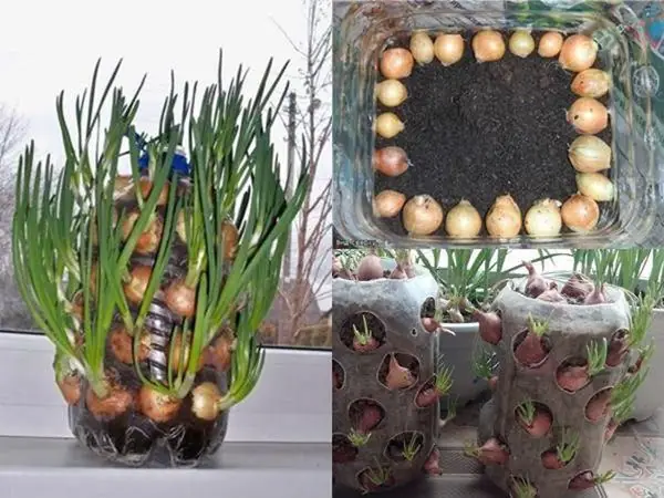 Hướng Dẫn Chi Tiết Cách Trồng Hành Bằng Chai Nhựa Tại Nhà Siêu Đơn Giản