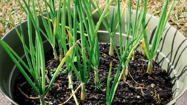 5 Cách Trồng Hành Bằng Củ Hành Khô Đơn Giản Tại Nhà Nhanh Thu Hoạch