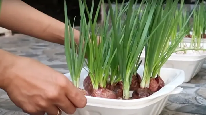 Hướng Dẫn Trồng Hành Củ Trong Chậu Từ A-Z: Chọn Giống, 3 Cách Trồng, Chăm Sóc & Thu Hoạch Củ To Quanh Năm Hướng Dẫn Trồng Hành Củ Trong Chậu Từ A-Z: Chọn Giống, 3 Cách Trồng, Chăm Sóc & Thu Hoạch Củ To Quanh Năm