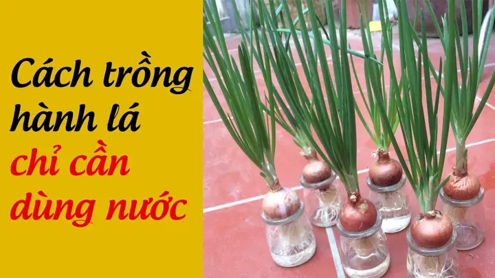Cách Trồng Hành Lá Tại Nhà: Hướng Dẫn Chi Tiết Từ A-Z Cho Người Mới Bắt Đầu