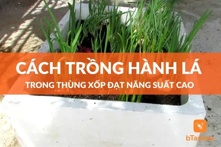 Hướng Dẫn Chi Tiết Cách Trồng Hành Lá Trong Thùng Xốp Đơn Giản Tại Nhà Hướng Dẫn Chi Tiết Cách Trồng Hành Lá Trong Thùng Xốp Đơn Giản Tại Nhà