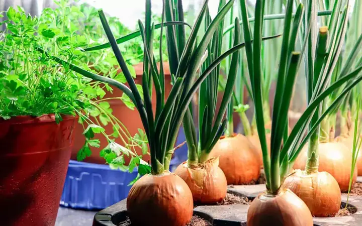 Cách Trồng Hành Tây Đơn Giản Tại Nhà Từ Củ Đến Thu Hoạch Hiệu Quả Cách Trồng Hành Tây Đơn Giản Tại Nhà Từ Củ Đến Thu Hoạch Hiệu Quả