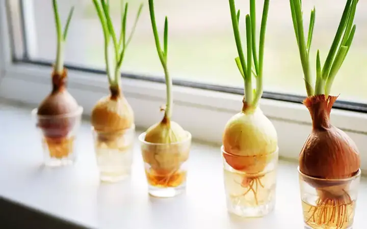 Cách Trồng Hành Tây Đơn Giản Tại Nhà Từ Củ Đến Thu Hoạch Hiệu Quả Cách Trồng Hành Tây Đơn Giản Tại Nhà Từ Củ Đến Thu Hoạch Hiệu Quả