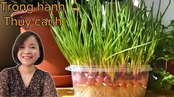 Cách Trồng Hành Thủy Canh Tại Nhà: Hướng Dẫn Chi Tiết Cho Người Mới Bắt Đầu Cách Trồng Hành Thủy Canh Tại Nhà: Hướng Dẫn Chi Tiết Cho Người Mới Bắt Đầu
