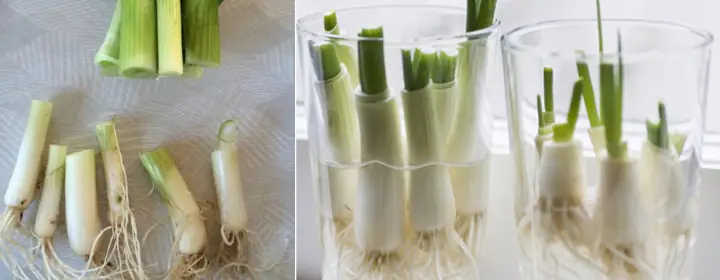 Cách Trồng Hành Thủy Canh Tại Nhà: Hướng Dẫn Chi Tiết Cho Người Mới Bắt Đầu Cách Trồng Hành Thủy Canh Tại Nhà: Hướng Dẫn Chi Tiết Cho Người Mới Bắt Đầu