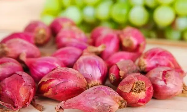 Cách Trồng Hành Tím Từ Hạt: Hướng Dẫn Chi Tiết Từ A-Z Cách Trồng Hành Tím Từ Hạt: Hướng Dẫn Chi Tiết Từ A-Z