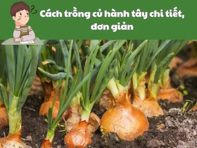 Cách Trồng Hành Tím Từ Hạt: Hướng Dẫn Chi Tiết Từ A-Z Cách Trồng Hành Tím Từ Hạt: Hướng Dẫn Chi Tiết Từ A-Z