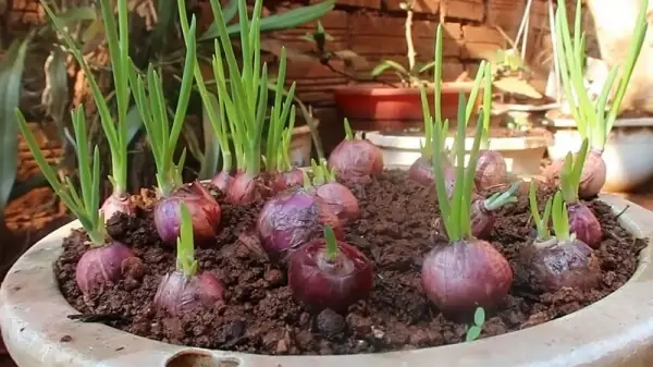 Cách Trồng Hành Tím Từ Hạt: Hướng Dẫn Chi Tiết Từ A-Z Cách Trồng Hành Tím Từ Hạt: Hướng Dẫn Chi Tiết Từ A-Z