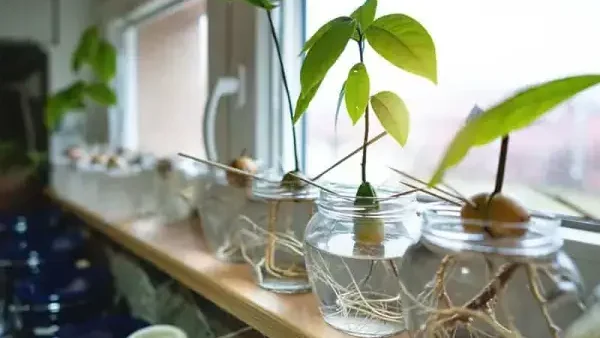 Cách Trồng Hạt Bơ Thành Cây Tại Nhà Đơn Giản, Nhanh Nảy Mầm