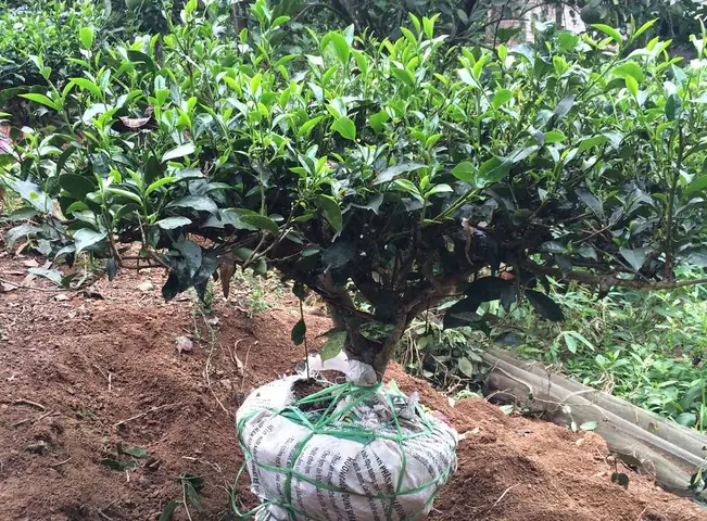 Cách Trồng Và Ươm Cây Chè Xanh Từ Hạt Chuẩn Nông Dân
