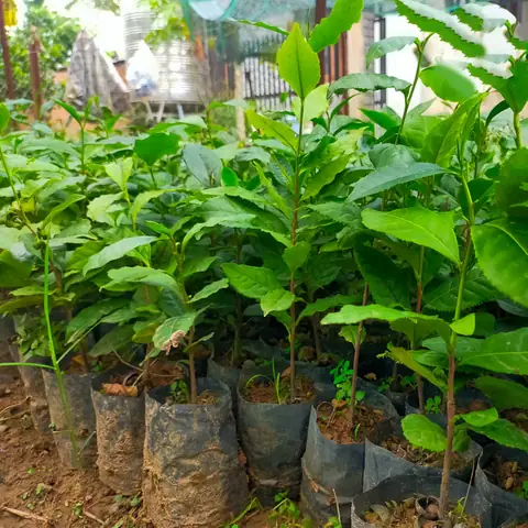 Cách Trồng Và Ươm Cây Chè Xanh Từ Hạt Chuẩn Nông Dân
