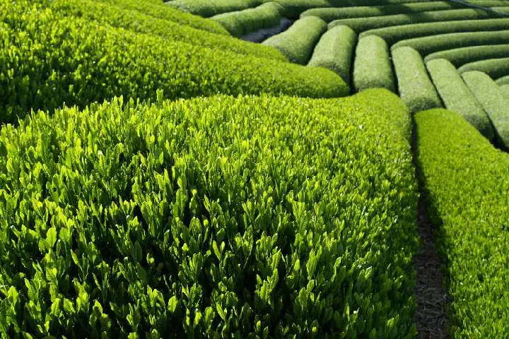 Cách Trồng Và Ươm Cây Chè Xanh Từ Hạt Chuẩn Nông Dân