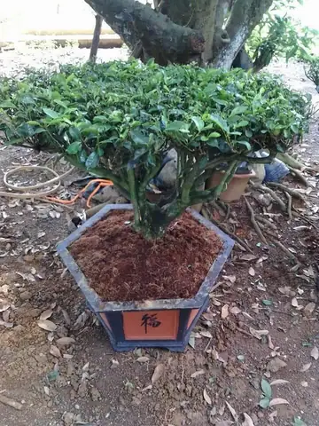 Cách Trồng Và Ươm Cây Chè Xanh Từ Hạt Chuẩn Nông Dân