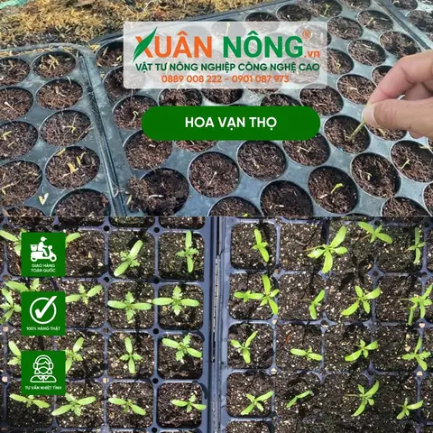 Hướng Dẫn Chi Tiết Cách Trồng Hạt Giống Hoa Tại Nhà Đúng Kỹ Thuật