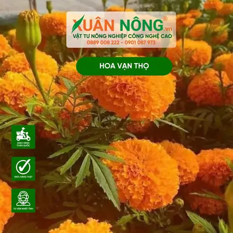 Hướng Dẫn Chi Tiết Cách Trồng Hạt Giống Hoa Tại Nhà Đúng Kỹ Thuật