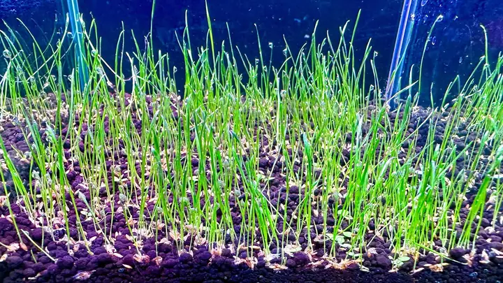 Cách Trồng Hạt Giống Ngưu Mao Chiên: Gieo Hạt, Cấy Mầm Và Tạo Thảm