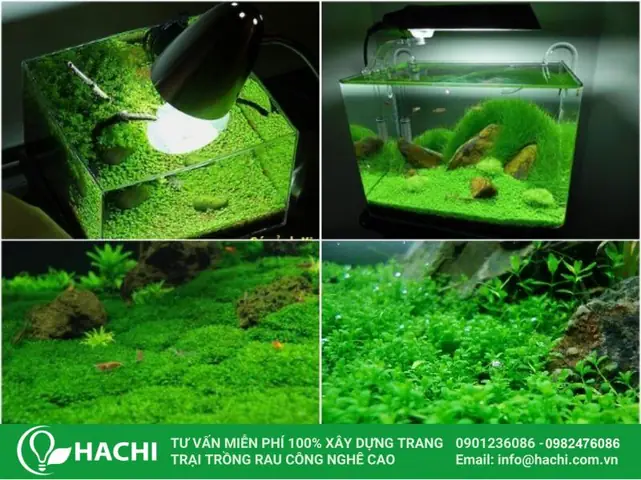 Cách Trồng Hạt Giống Thủy Sinh Tạo Thảm Cây Xanh Mướt Cho Bể Cá