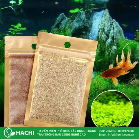 Cách Trồng Hạt Giống Thủy Sinh Tạo Thảm Cây Xanh Mướt Cho Bể Cá