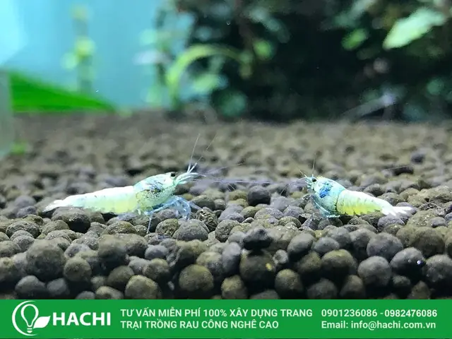 Cách Trồng Hạt Giống Thủy Sinh Tạo Thảm Cây Xanh Mướt Cho Bể Cá