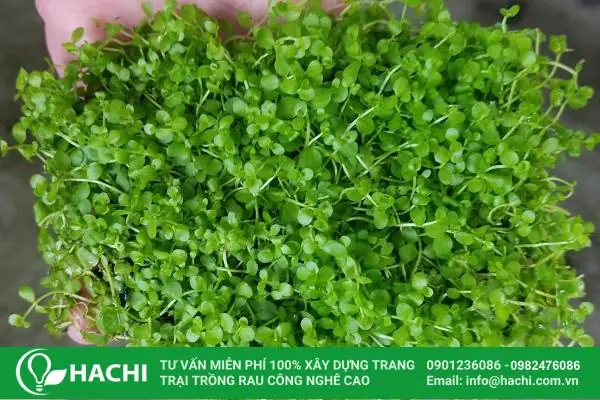 Cách Trồng Hạt Giống Thủy Sinh Tạo Thảm Cây Xanh Mướt Cho Bể Cá