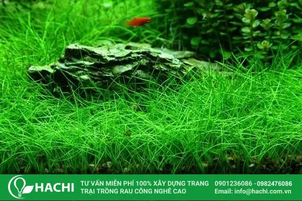 Cách Trồng Hạt Giống Thủy Sinh Tạo Thảm Cây Xanh Mướt Cho Bể Cá