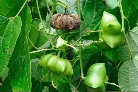 Cách Trồng Hạt Sachi: Quy Trình Ươm, Chăm Sóc Và Thu Hoạch Cách Trồng Hạt Sachi: Quy Trình Ươm, Chăm Sóc Và Thu Hoạch