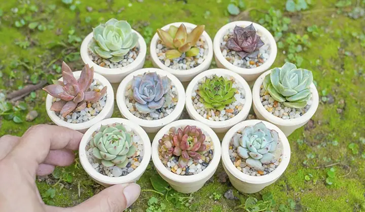 Cách Trồng Hạt Sen Đá Tại Nhà Từ A-Z: Hướng Dẫn Chi Tiết Cho Người Mới