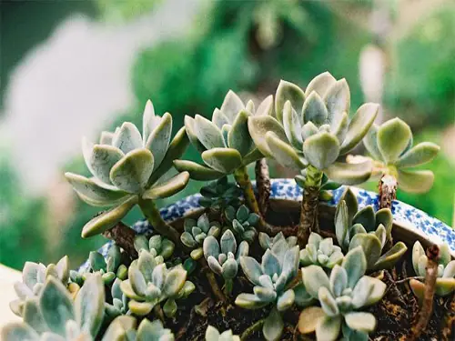 Cách Trồng Hạt Sen Đá Tại Nhà Từ A-Z: Hướng Dẫn Chi Tiết Cho Người Mới