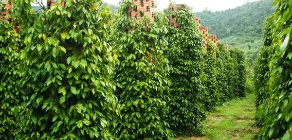 Hướng Dẫn Chi Tiết Cách Trồng Và Chăm Sóc Cây Tiêu Đạt Năng Suất Cao Hướng Dẫn Chi Tiết Cách Trồng Và Chăm Sóc Cây Tiêu Đạt Năng Suất Cao