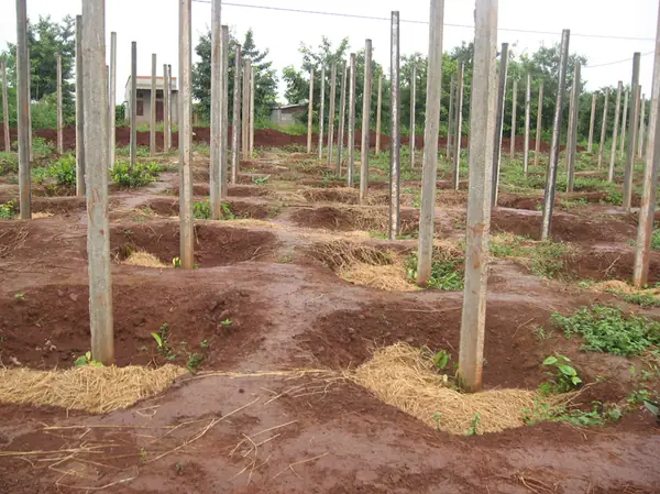 Hướng Dẫn Chi Tiết Cách Trồng Và Chăm Sóc Cây Tiêu Đạt Năng Suất Cao Hướng Dẫn Chi Tiết Cách Trồng Và Chăm Sóc Cây Tiêu Đạt Năng Suất Cao