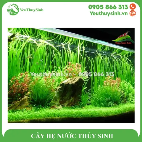 Hướng Dẫn Trồng Hẹ Nước Thủy Sinh Tại Nhà Đơn Giản, Cây Xanh Tốt