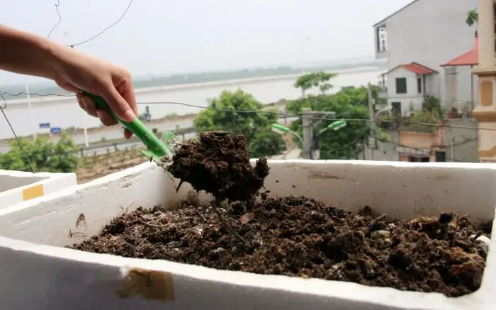 Cách Trồng Hẹ Trong Thùng Xốp Đơn Giản, Nhanh Thu Hoạch Tại Nhà Cách Trồng Hẹ Trong Thùng Xốp Đơn Giản, Nhanh Thu Hoạch Tại Nhà