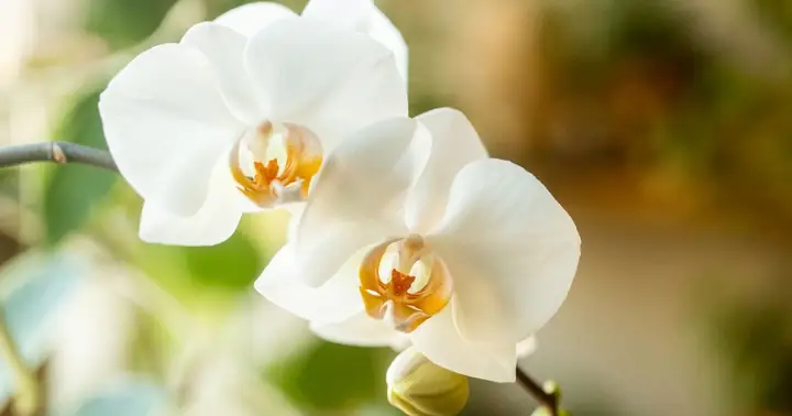 Hướng Dẫn Cách Trồng Lan Hồ Điệp Từ Cành Hoa Cắt: Kỹ Thuật Kích Chồi Kie Và Chăm Sóc Sau Cắt Tỉa Chuẩn Chuyên Nghiệp