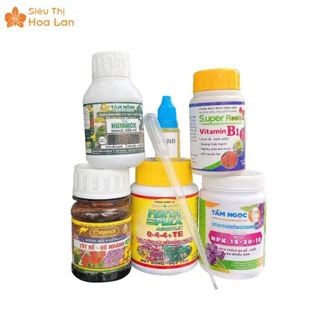 Bí Quyết Kích Lan Hồ Điệp Ra Hoa Đúng Tết: Chọn Cây, Thời Điểm Và Cách Chăm Sóc Hiệu Quả