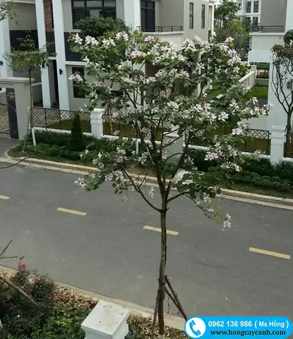 Hướng Dẫn Chi Tiết Cách Trồng Và Chăm Sóc Hoa Ban Đỏ Ra Hoa Đẹp Quanh Năm