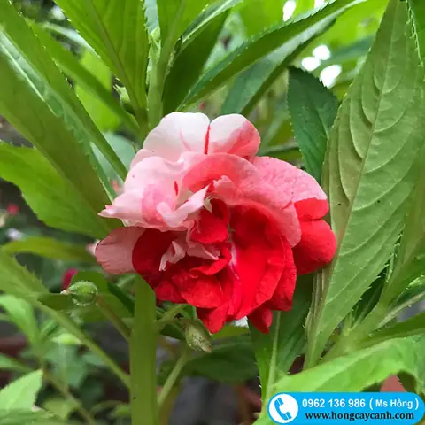 Cách Trồng Hoa Bóng Nước Tại Nhà Từ Hạt Đến Khi Nở Hoa Cách Trồng Hoa Bóng Nước Tại Nhà Từ Hạt Đến Khi Nở Hoa