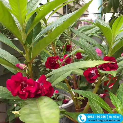 Cách Trồng Hoa Bóng Nước Tại Nhà Từ Hạt Đến Khi Nở Hoa Cách Trồng Hoa Bóng Nước Tại Nhà Từ Hạt Đến Khi Nở Hoa