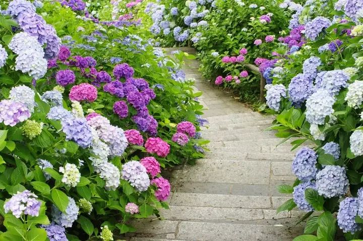 Hướng Dẫn Cách Trồng Hoa Cẩm Tú Cầu Tại Nhà Chi Tiết Từ A-Z Hướng Dẫn Cách Trồng Hoa Cẩm Tú Cầu Tại Nhà Chi Tiết Từ A-Z