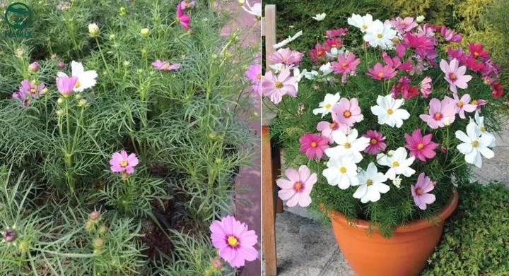 Cách Trồng Hoa Cánh Bướm Đúng Kỹ Thuật Để Nở Rộ Đẹp Nhất Cách Trồng Hoa Cánh Bướm Đúng Kỹ Thuật Để Nở Rộ Đẹp Nhất