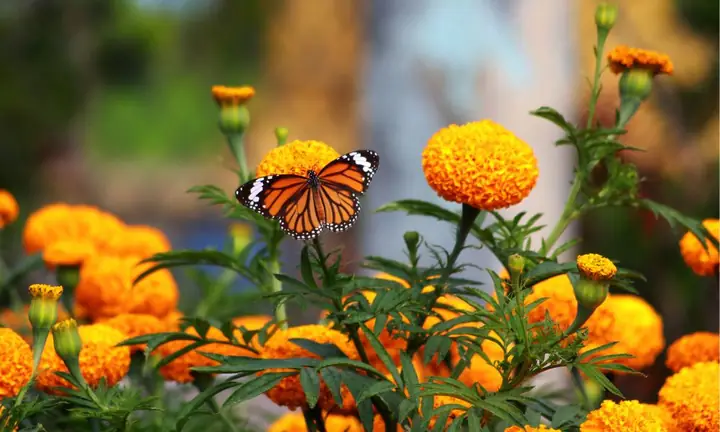 Cách Trồng Hoa Chơi Tết Nở Đúng Dịp: Chọn 10 Loại, Lịch Gieo Và Kỹ Thuật Chăm Sóc Cách Trồng Hoa Chơi Tết Nở Đúng Dịp: Chọn 10 Loại, Lịch Gieo Và Kỹ Thuật Chăm Sóc