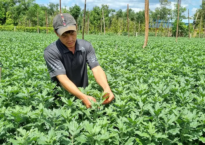 Cách Trồng Hoa Cúc Bằng Cành: Hướng Dẫn Chi Tiết Từ A-Z Cho Người Mới Bắt Đầu Cách Trồng Hoa Cúc Bằng Cành: Hướng Dẫn Chi Tiết Từ A-Z Cho Người Mới Bắt Đầu