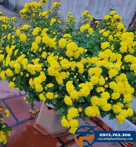 Hướng Dẫn Chi Tiết Cách Trồng Và Chăm Sóc Hoa Cúc Chi Vàng Nở Đẹp Hướng Dẫn Chi Tiết Cách Trồng Và Chăm Sóc Hoa Cúc Chi Vàng Nở Đẹp