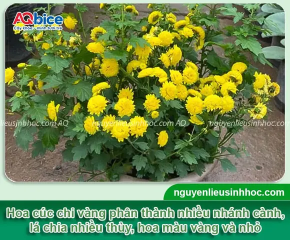 Hướng Dẫn Chi Tiết Cách Trồng Và Chăm Sóc Hoa Cúc Chi Vàng Nở Đẹp Hướng Dẫn Chi Tiết Cách Trồng Và Chăm Sóc Hoa Cúc Chi Vàng Nở Đẹp