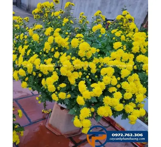 Hướng Dẫn Chi Tiết Cách Trồng Và Chăm Sóc Hoa Cúc Chi Vàng Nở Đẹp Hướng Dẫn Chi Tiết Cách Trồng Và Chăm Sóc Hoa Cúc Chi Vàng Nở Đẹp