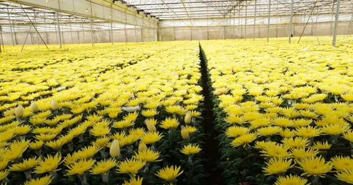 Cách Trồng Hoa Cúc Chưng Tết Nở Đúng Dịp: Lịch Trồng, Kỹ Thuật, Chăm Sóc