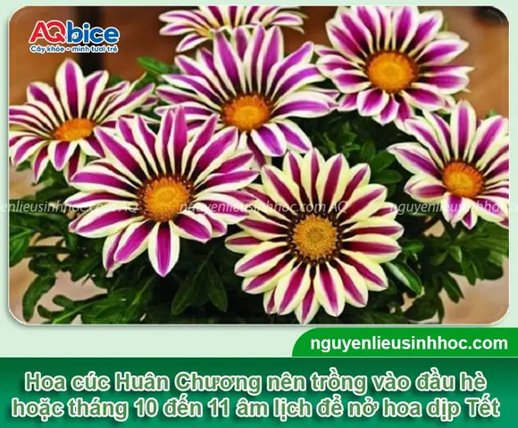 Hướng Dẫn Cách Trồng Hoa Cúc Huân Chương Bằng Hạt Chi Tiết Từ A-Z: Kỹ Thuật Ươm, Chăm Sóc Để Hoa Nở Rực Rỡ Dịp Tết